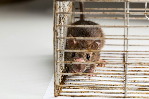 L'importance de la dératisation à Montélimar pour protéger votre maison et votre santé